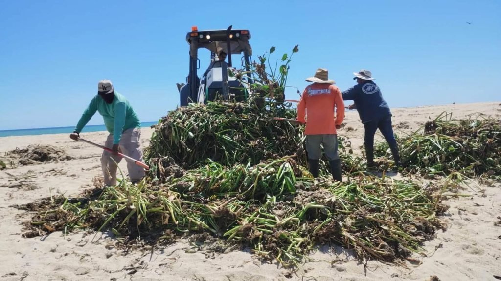 Mantiene XV Ayuntamiento trabajos de retiro de lirio acuático en Estero de San José del Cabo