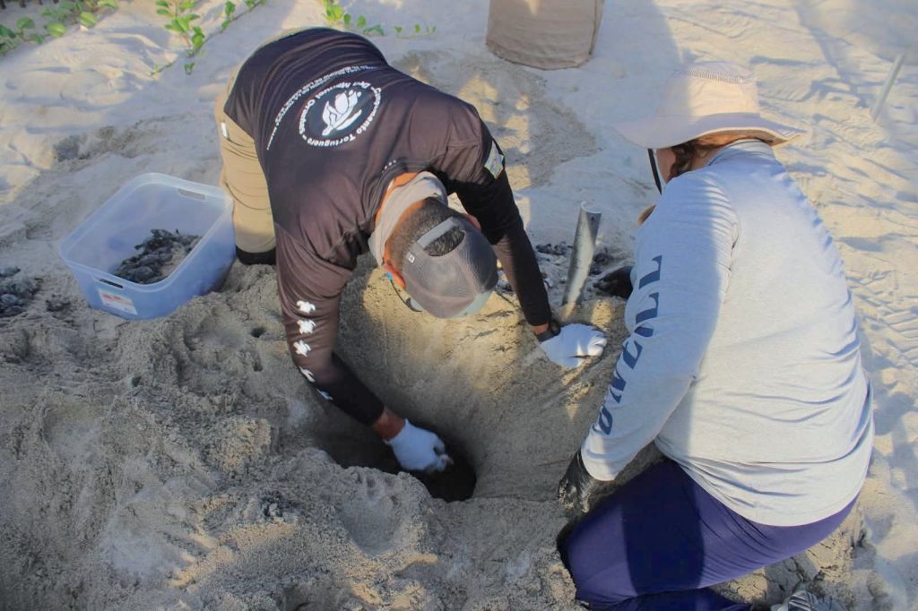 XV Ayuntamiento refuerza protección de tortuga marina y consolida a Los Cabos como referente de conservación